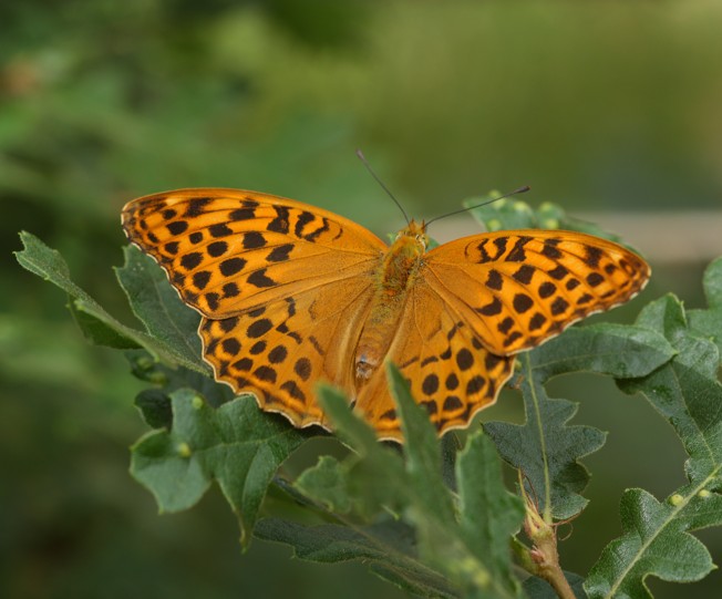 Argynnis paphia femmina? - S